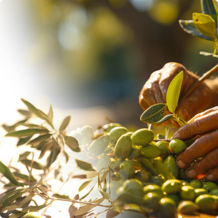 Zeytin